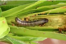 ARMYWORM