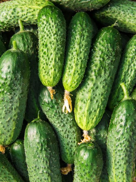 homemade cucumber cultivation and harvest. selective focus.